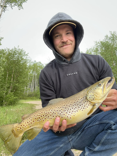 Brown Trout