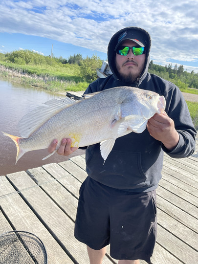 Freshwater Drum