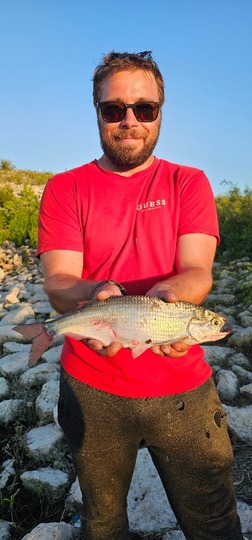 Goldeye