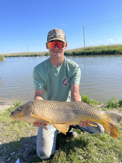 Common Carp