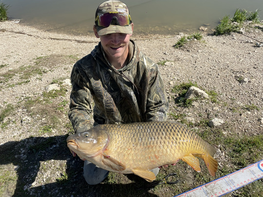 Common Carp