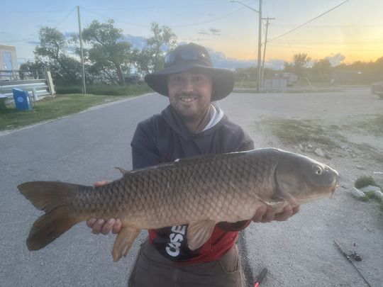 Common Carp