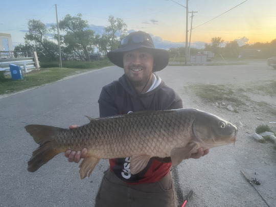 Common Carp