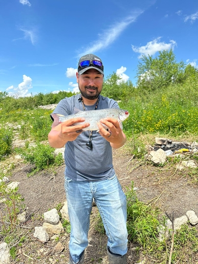 Goldeye