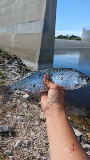 Goldeye