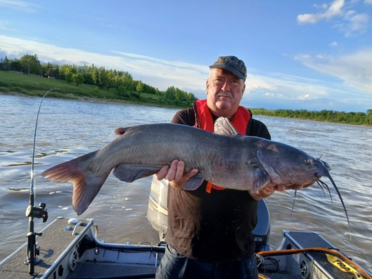 Channel Catfish