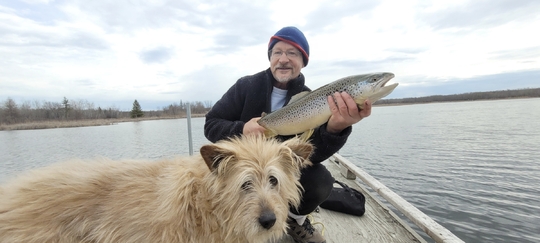 Brown Trout