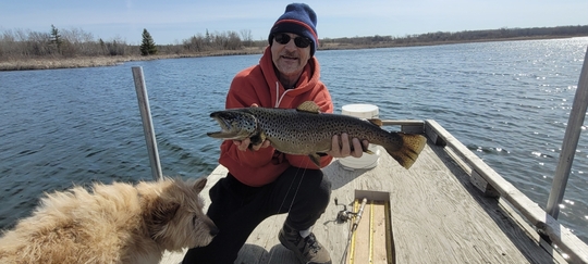 Brown Trout