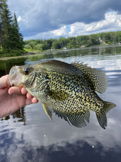 Black Crappie