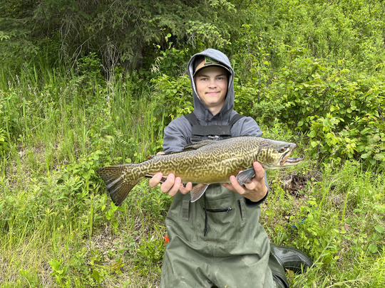 Tiger Trout