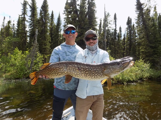 Northern Pike