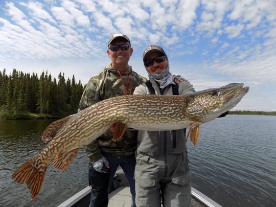 Northern Pike