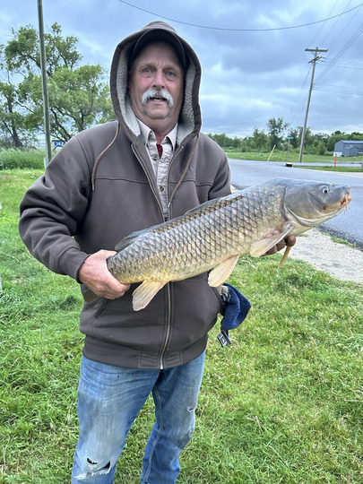 Common Carp