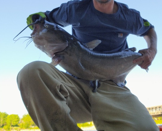 Channel Catfish