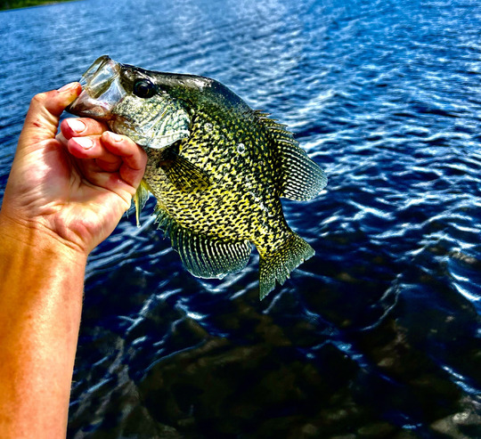 Black Crappie