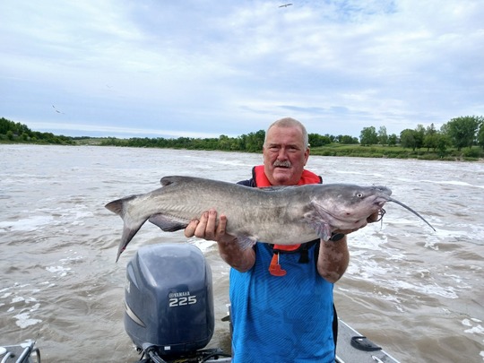 Channel Catfish