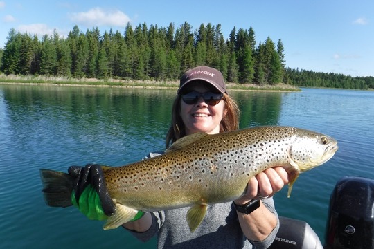 Brown Trout