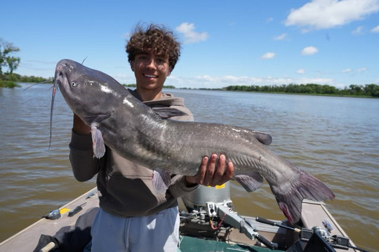 Channel Catfish