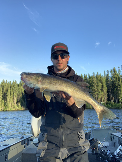 Walleye