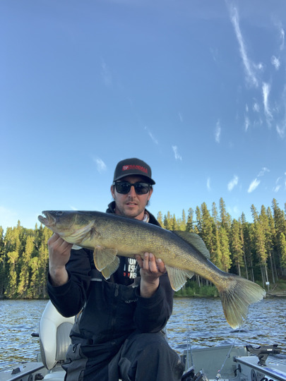 Walleye
