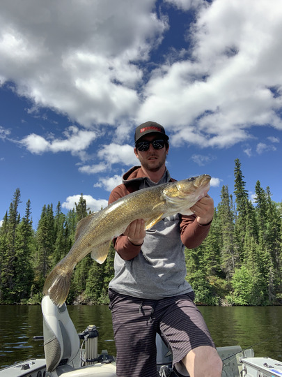 Walleye