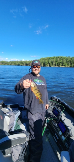 Yellow Perch