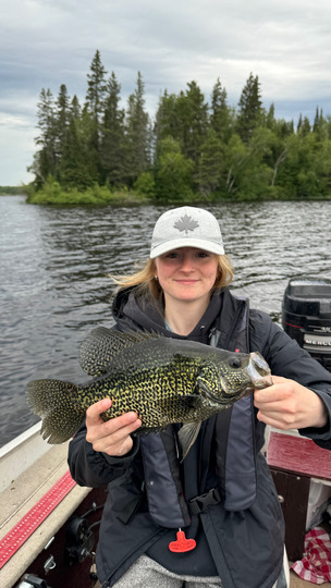 Black Crappie