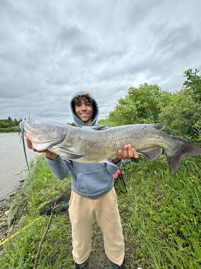 Channel Catfish