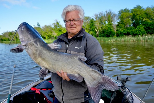 Channel Catfish