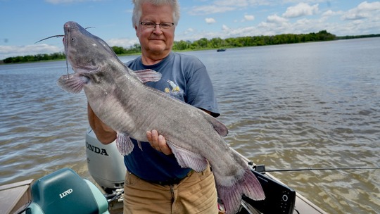 Channel Catfish