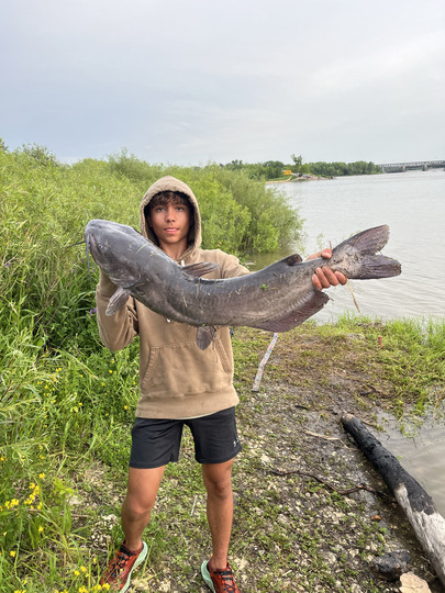 Channel Catfish