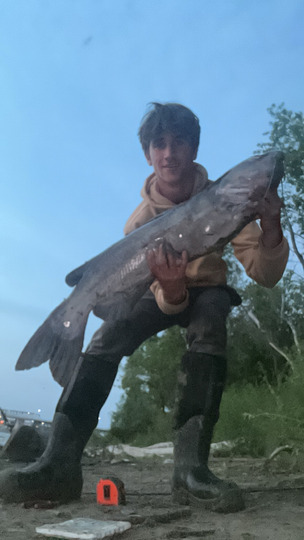 Channel Catfish