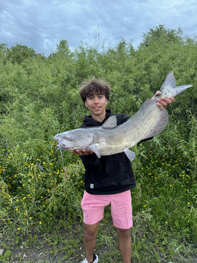 Channel Catfish