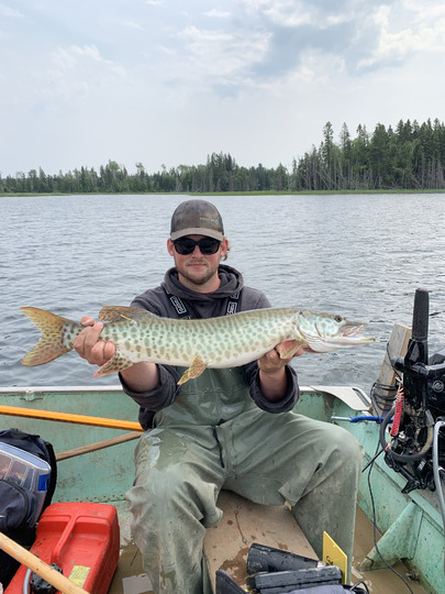 Muskellunge
