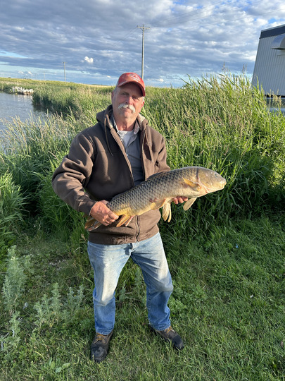 Common Carp