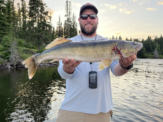 Walleye