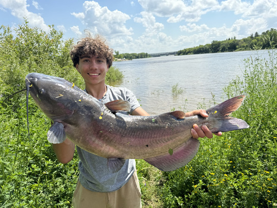 Channel Catfish