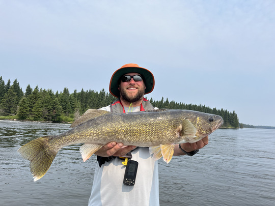 Walleye