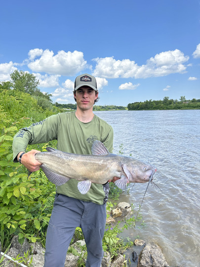 Channel Catfish