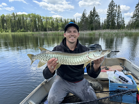 Muskellunge