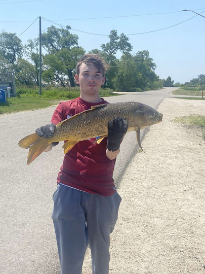 Common Carp