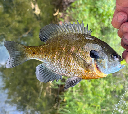 Sunfish