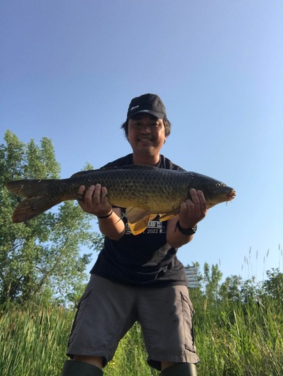 Common Carp