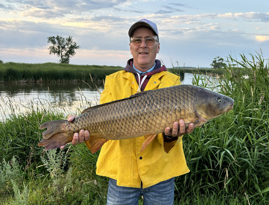 Common Carp