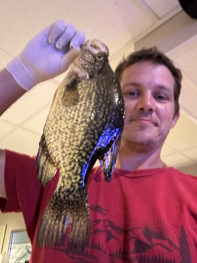 Black Crappie