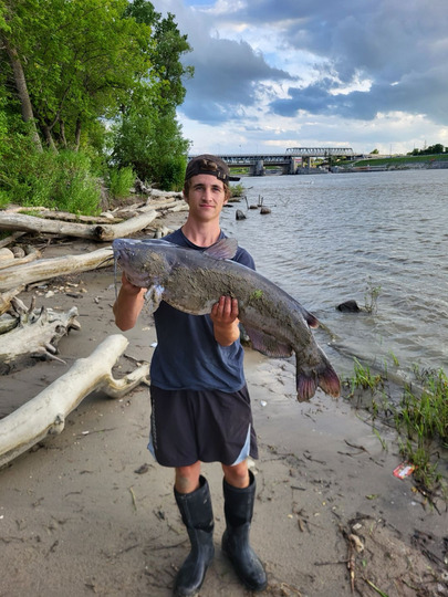 Channel Catfish