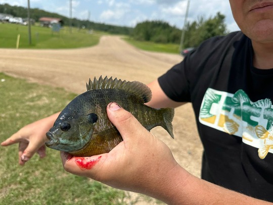 Sunfish