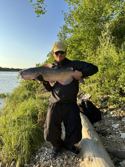 Channel Catfish