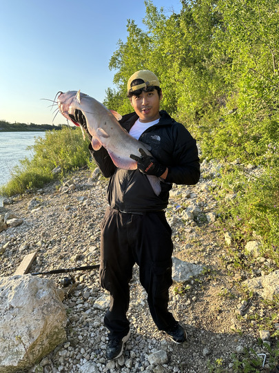 Channel Catfish