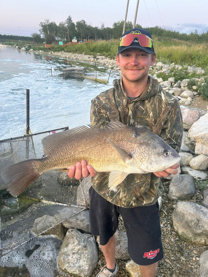 Freshwater Drum